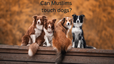 Can Muslims touch dogs?