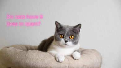 Do cats have 9 lives in Islam?