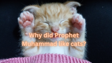 Why did Prophet Muhammad like cats