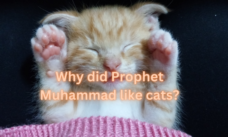Why did Prophet Muhammad like cats